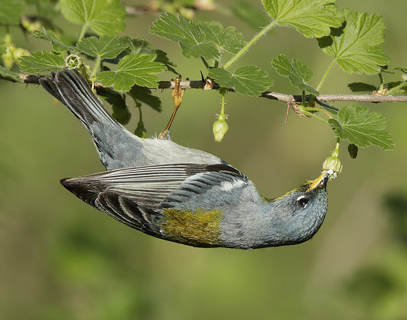 Northern Parula Setophaga americana