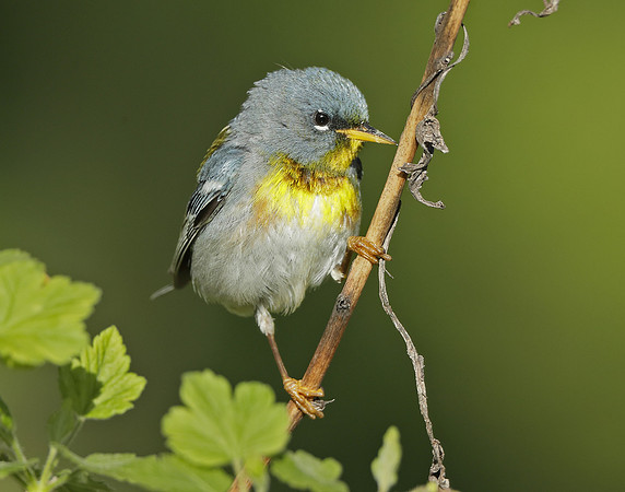 Northern Parula Setophaga americana
