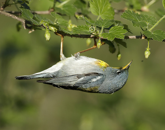 Northern Parula Setophaga americana