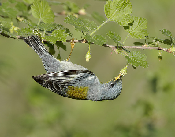 Northern Parula Setophaga americana