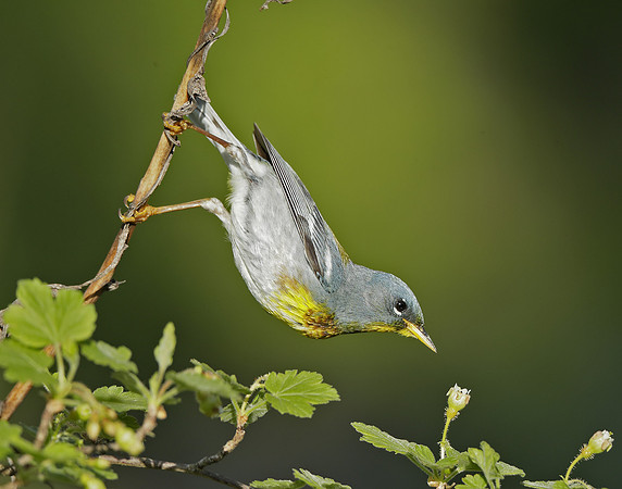 Northern Parula Setophaga americana