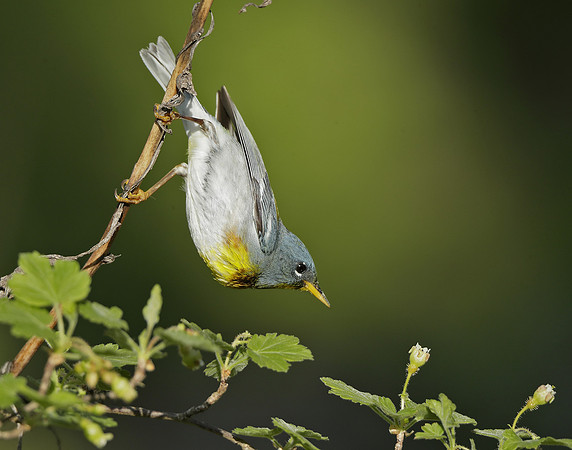 Northern Parula Setophaga americana