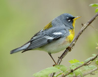 Northern Parula Setophaga americana