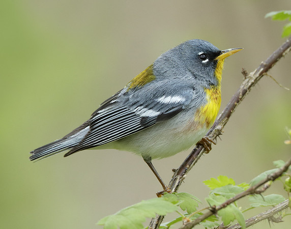 Northern Parula Setophaga americana