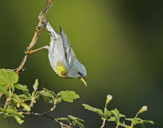 Northern Parula Setophaga americana