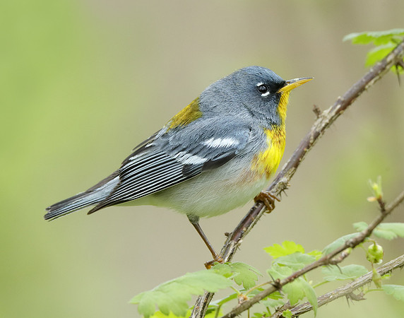 Northern Parula Setophaga americana