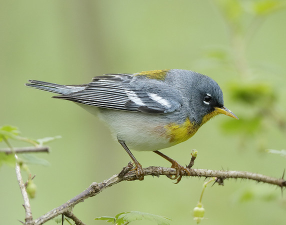 Northern Parula Setophaga americana