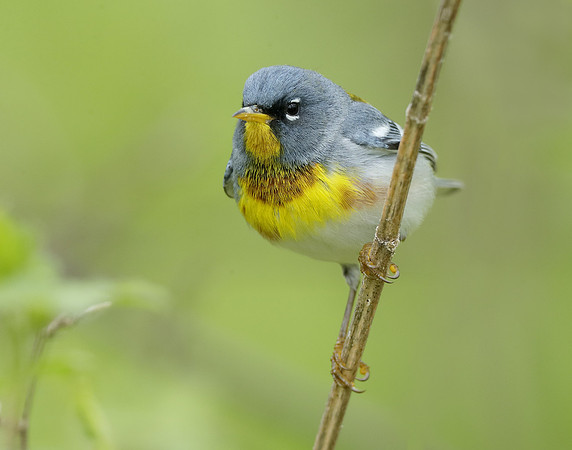 Northern Parula Setophaga americana