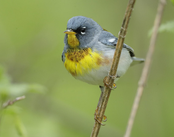Northern Parula Setophaga americana