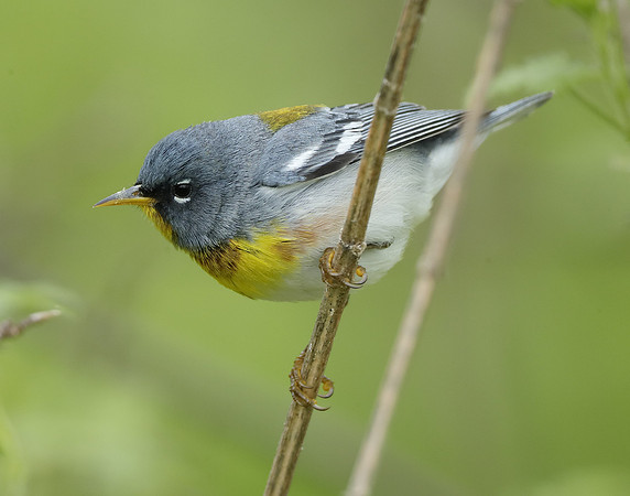Northern Parula Setophaga americana