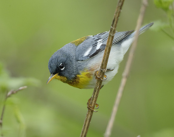 Northern Parula Setophaga americana