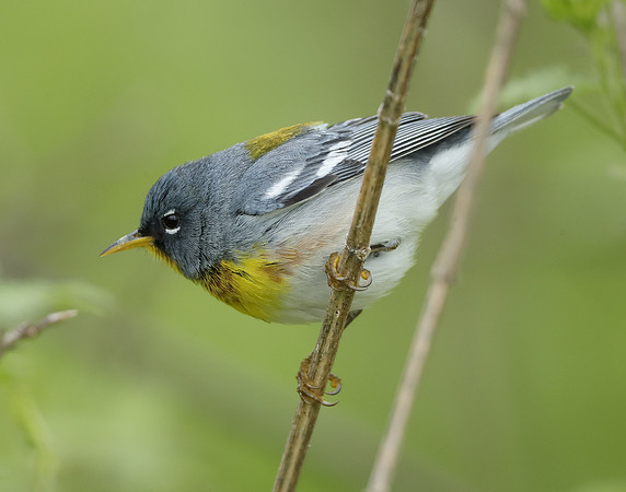 Northern Parula Setophaga americana