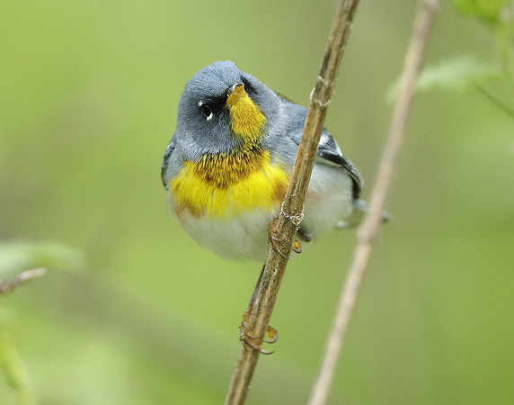 Northern Parula Setophaga americana