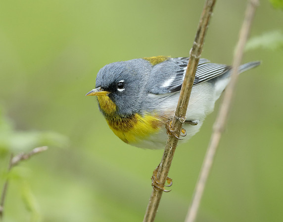 Northern Parula Setophaga americana