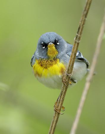 Northern Parula Setophaga americana