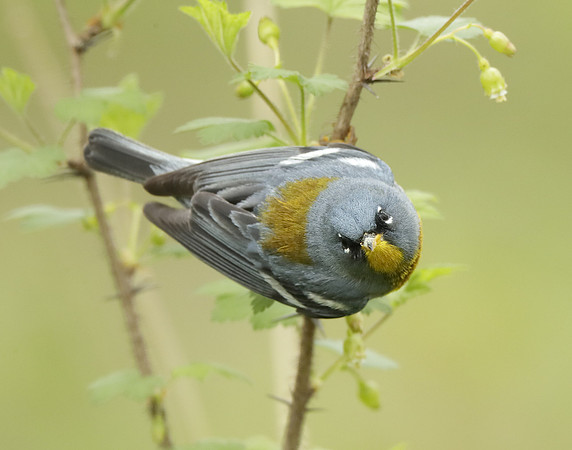 Northern Parula Setophaga americana