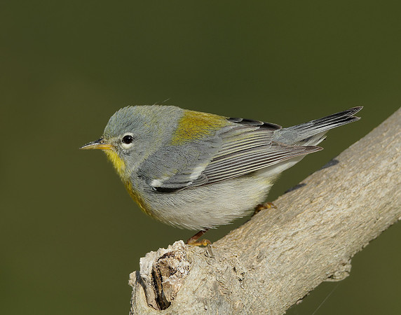 Northern Parula Setophaga americana