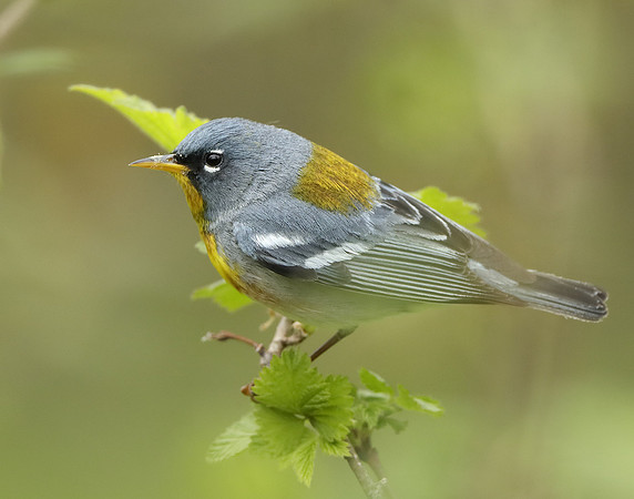 Northern Parula Setophaga americana