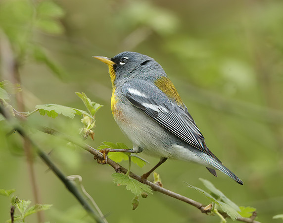 Northern Parula Setophaga americana