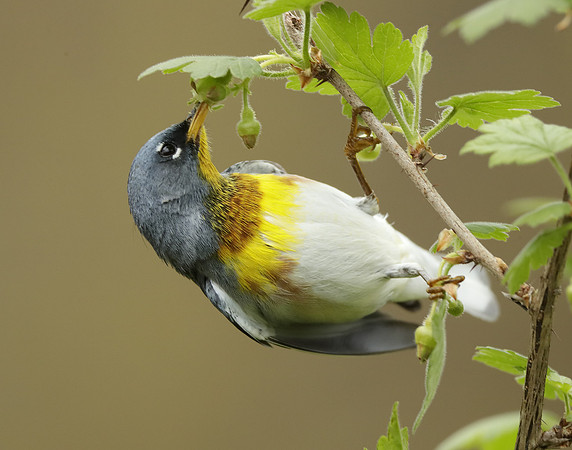 Northern Parula Setophaga americana