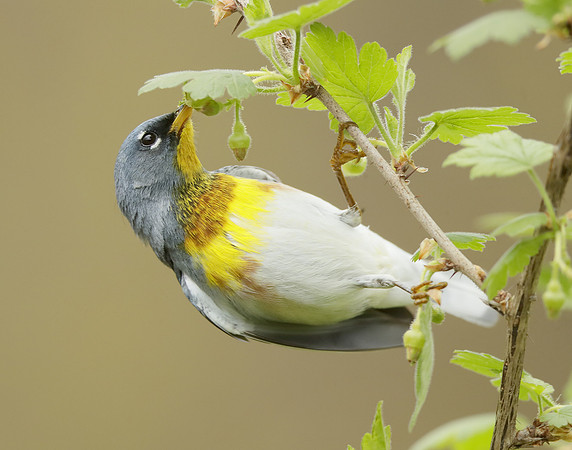 Northern Parula Setophaga americana