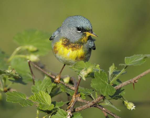 Northern Parula Setophaga americana