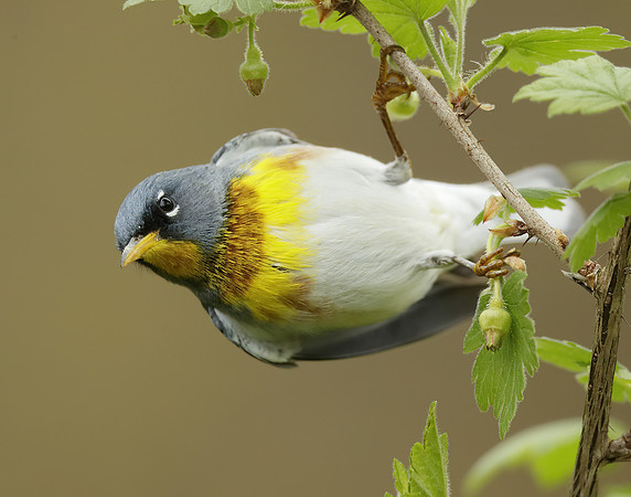 Northern Parula Setophaga americana
