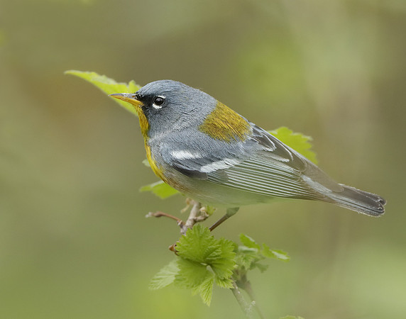 Northern Parula Setophaga americana