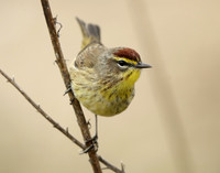 Palm Warbler Setophaga palmarum