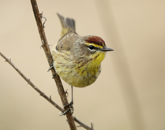Palm Warbler Setophaga palmarum