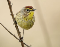 Palm Warbler Setophaga palmarum