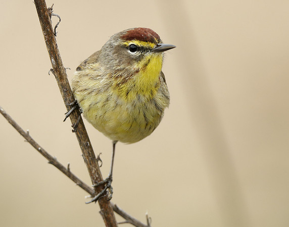 Palm Warbler Setophaga palmarum