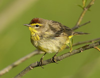 Palm Warbler Setophaga palmarum