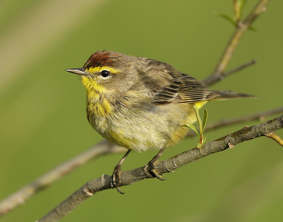 Palm Warbler Setophaga palmarum