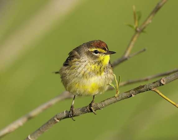 Palm Warbler Setophaga palmarum