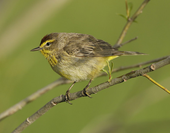 Palm Warbler Setophaga palmarum
