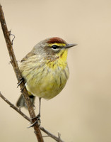 Palm Warbler Setophaga palmarum