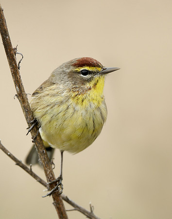 Palm Warbler Setophaga palmarum