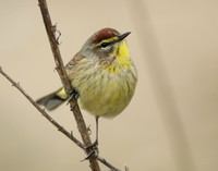 Palm Warbler Setophaga palmarum