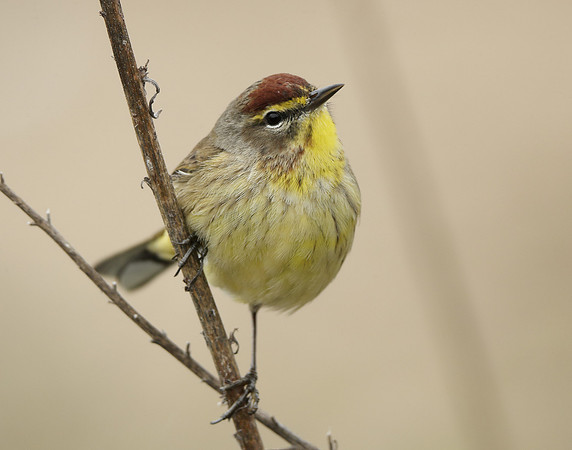 Palm Warbler Setophaga palmarum