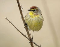 Palm Warbler Setophaga palmarum