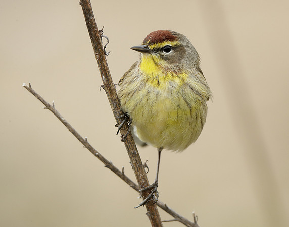 Palm Warbler Setophaga palmarum