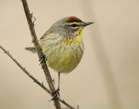 Palm Warbler Setophaga palmarum