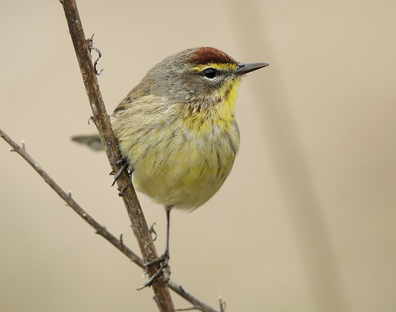 Palm Warbler Setophaga palmarum
