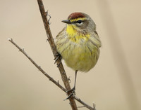 Palm Warbler Setophaga palmarum