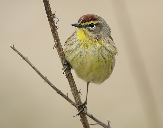 Palm Warbler Setophaga palmarum