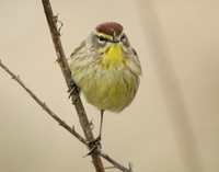 Palm Warbler Setophaga palmarum