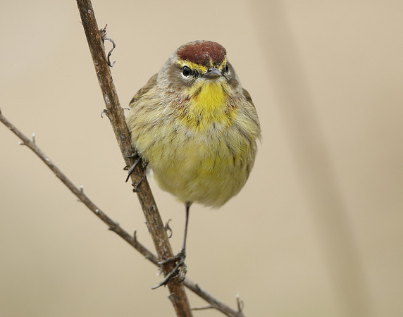 Palm Warbler Setophaga palmarum