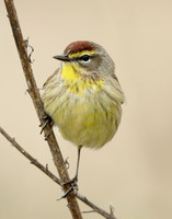 Palm Warbler Setophaga palmarum