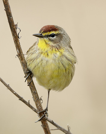 Palm Warbler Setophaga palmarum